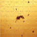 golubice (pigeon) II